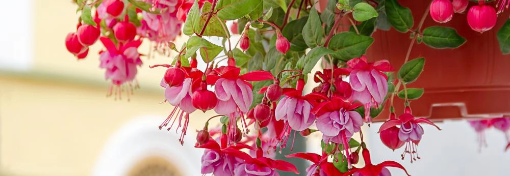 Hängende Fuchsie mit pinken und lila Blüten